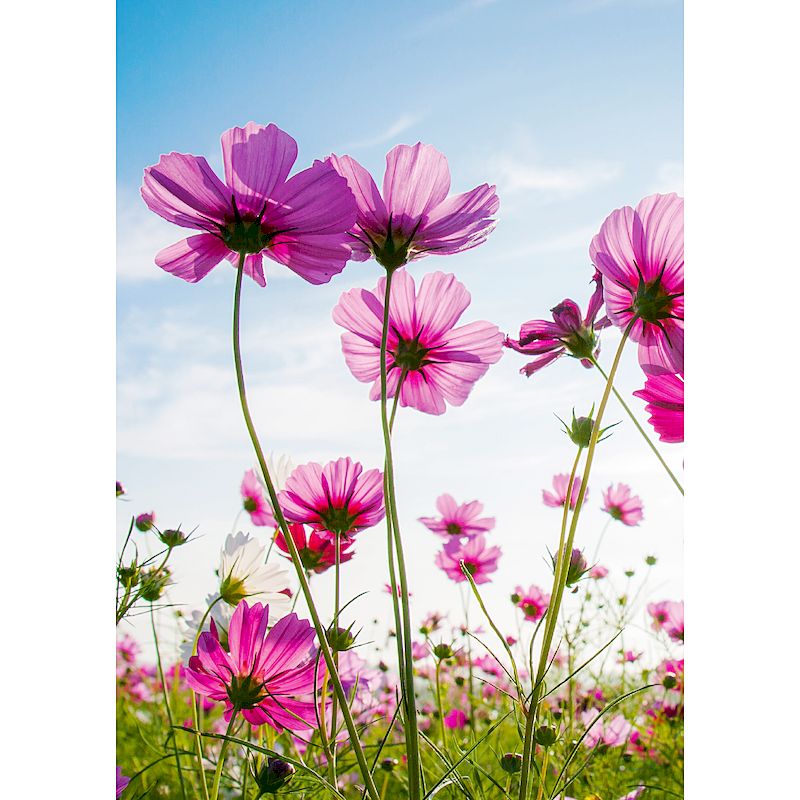 Grußkarte 'Cosmeen im Sonnenlicht'