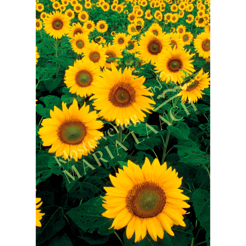 Grußkarte 'Sonnenblumen'