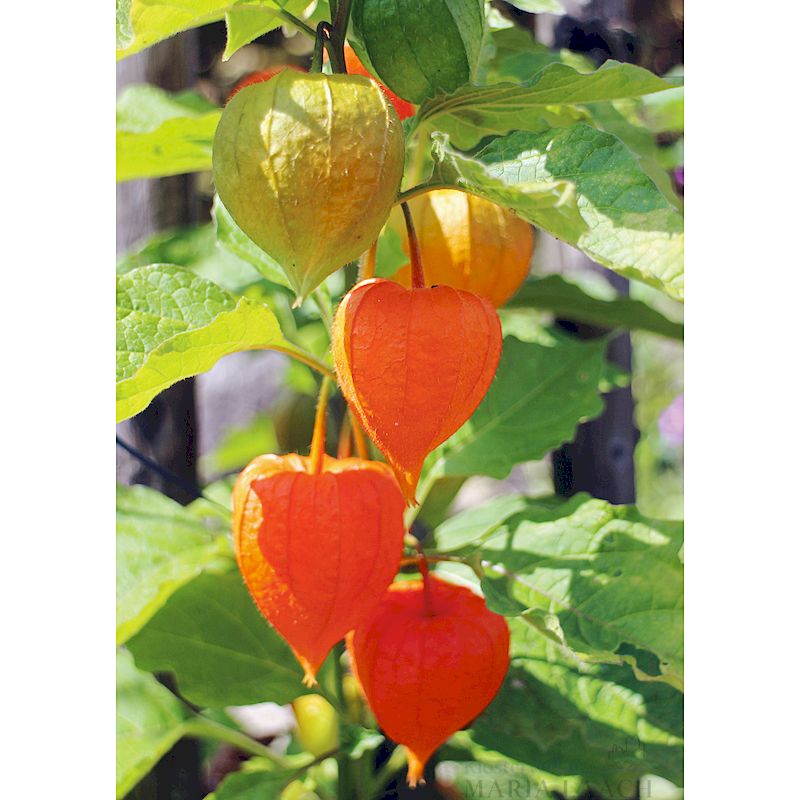 Grußkarte 'Physalis'
