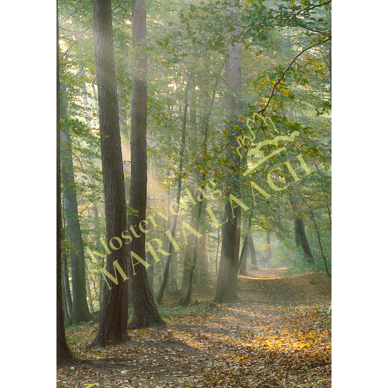 Kondolenzkarte - Waldweg im Sonnenlicht