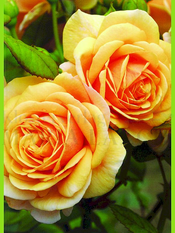 Foto: Rose