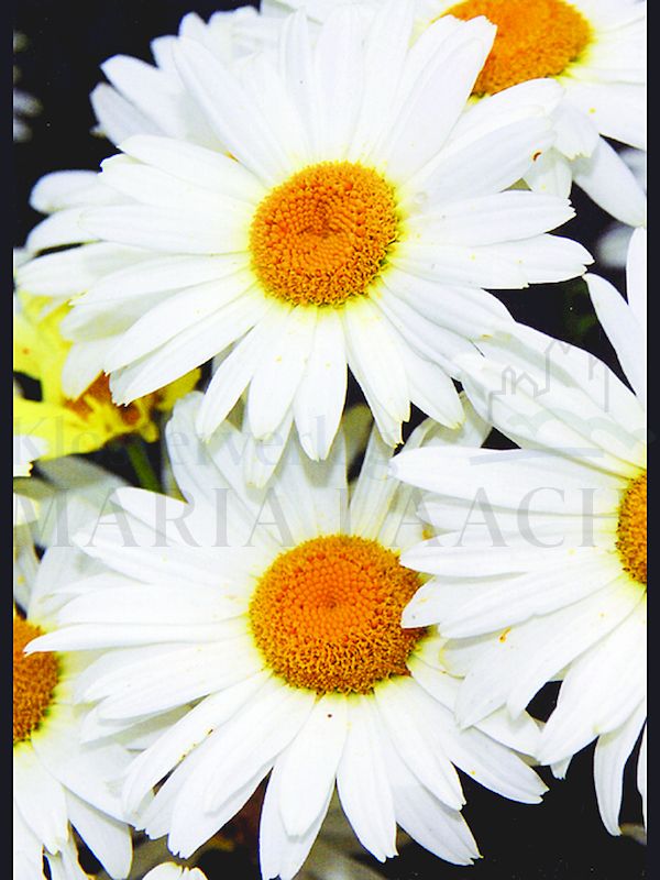 Foto: Margeriten