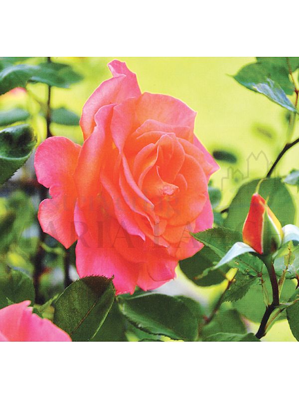 Foto: Rose, fraise