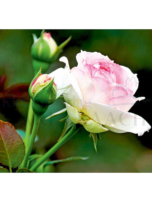 Foto: Rose, rosé
