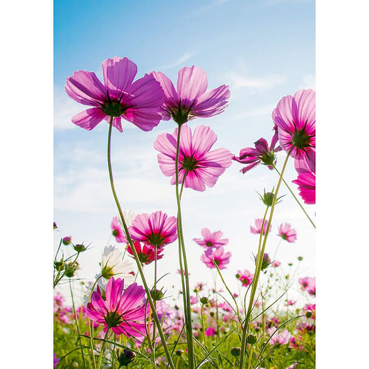 Grußkarte 'Cosmeen im Sonnenlicht'