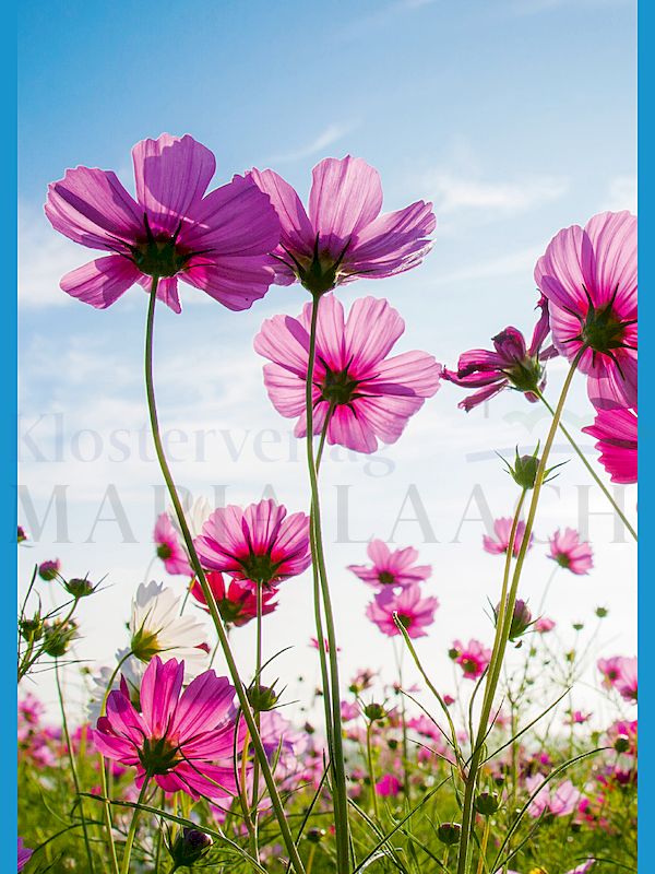Foto: Cosmeen im Sonnenlicht