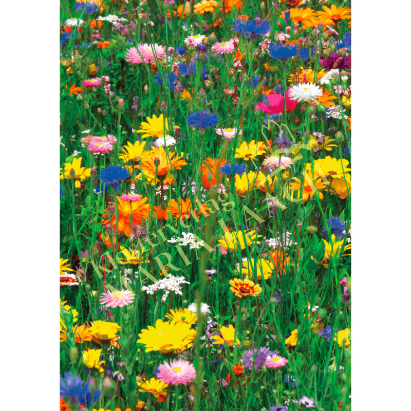Doppelkarte zum Geburtstag 'Sommerblumenwiese'