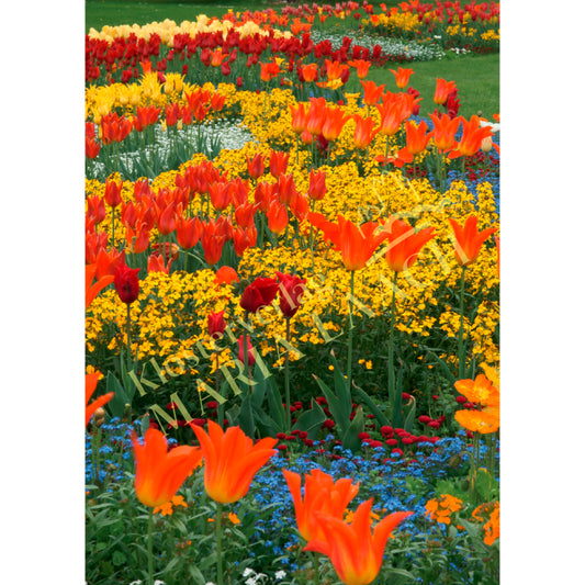Doppelkarte zum Geburtstag 'Blumenwiese im Frühling'