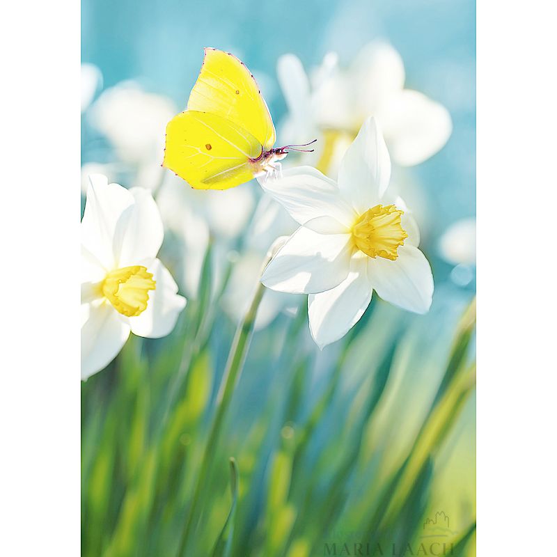 Grußkarte 'Narzissen mit Schmetterling'