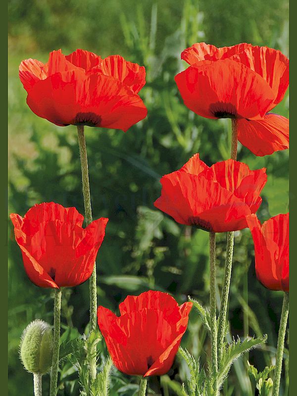 Foto: Mohn