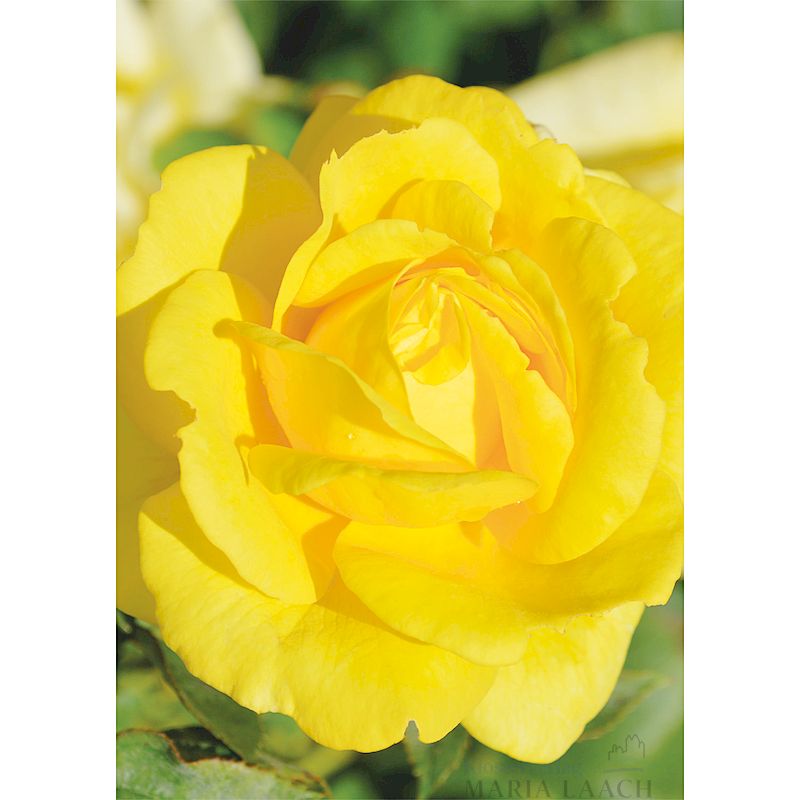 Grußkarte 'Gelbe Rose'
