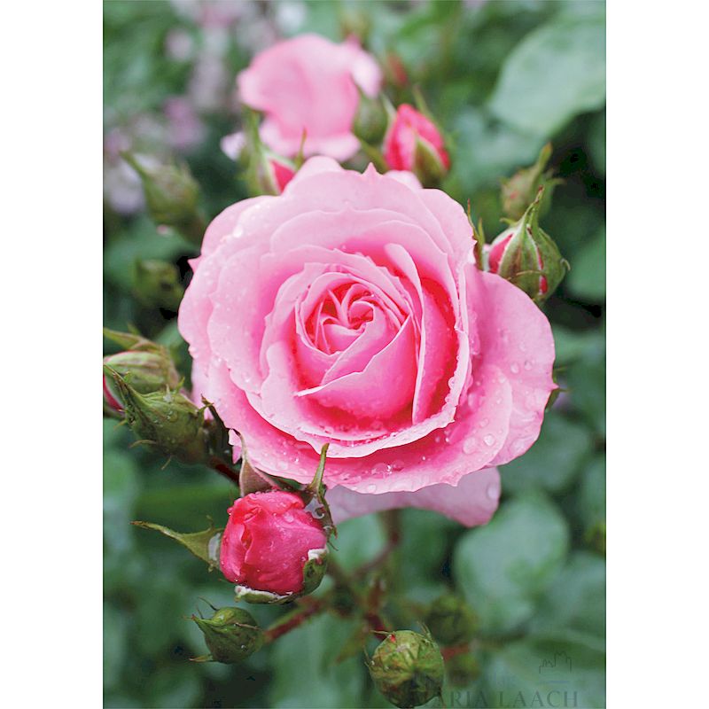 Grußkarte 'Rosa Rose'