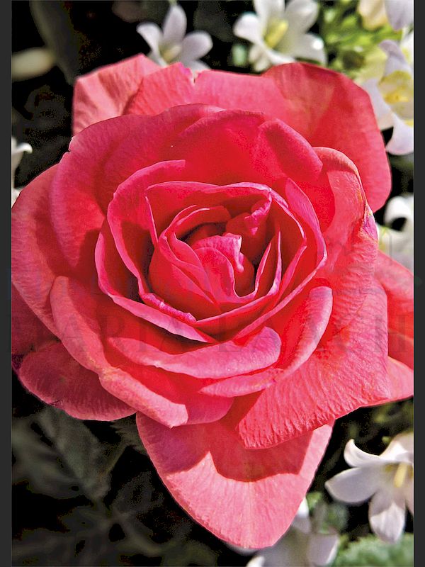 Foto: Rote Rose