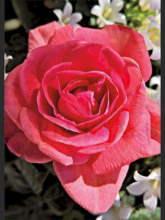 Foto: Rote Rose