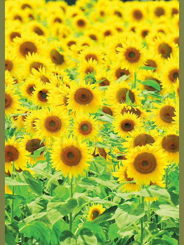 Foto: Sonnenblumen