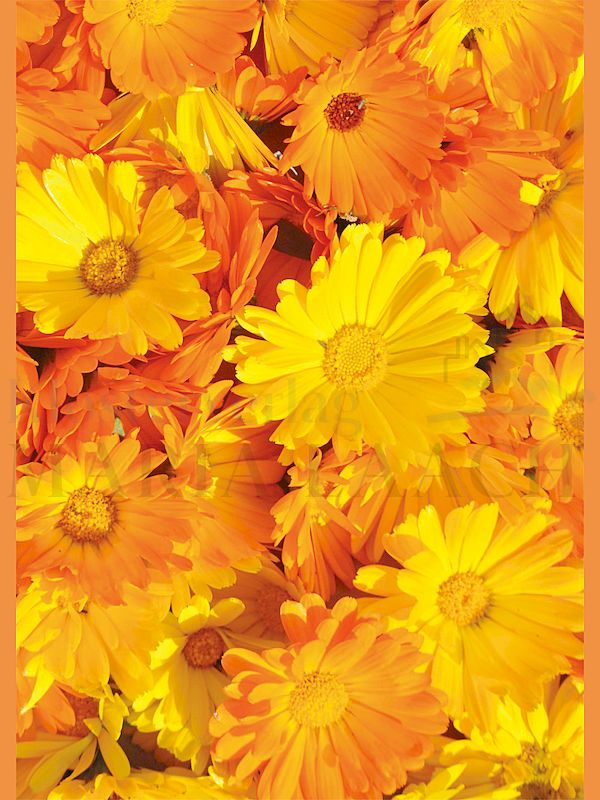 Foto: Ringelblumen