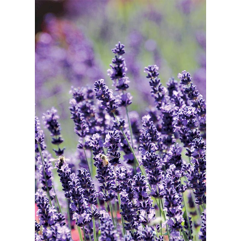 Grußkarte 'Lavendel'