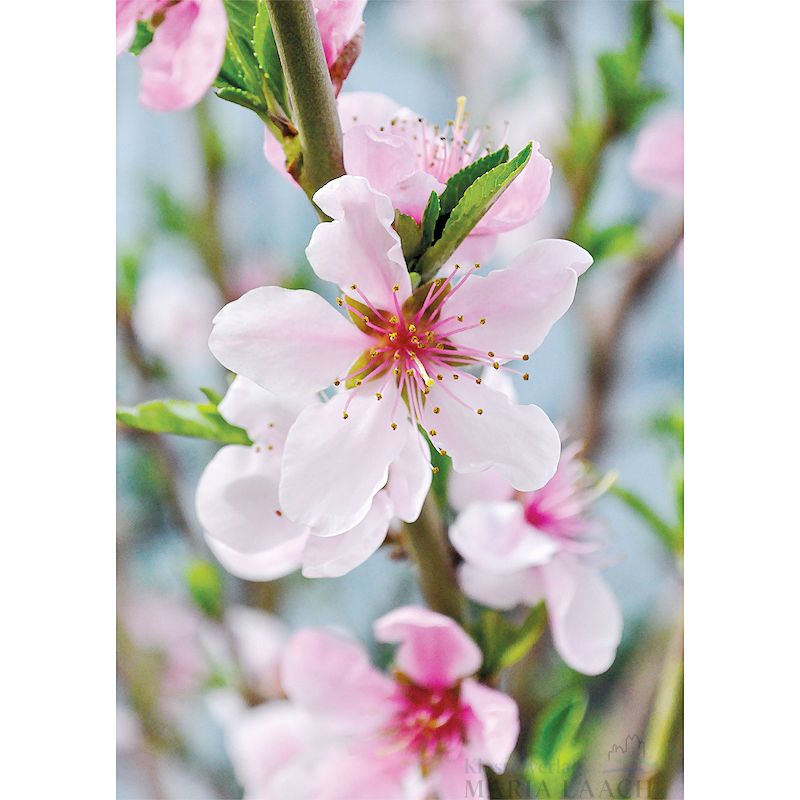 Grußkarte 'Kirschblüten'