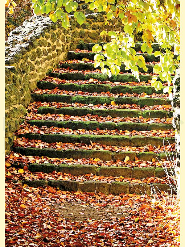Foto: Treppe mit Herbstlaub