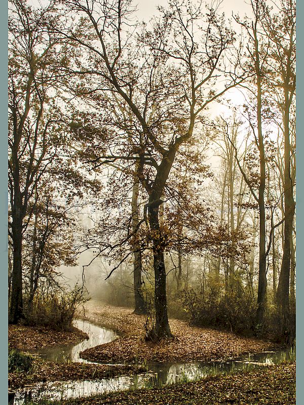 Foto: Bach im Herbst