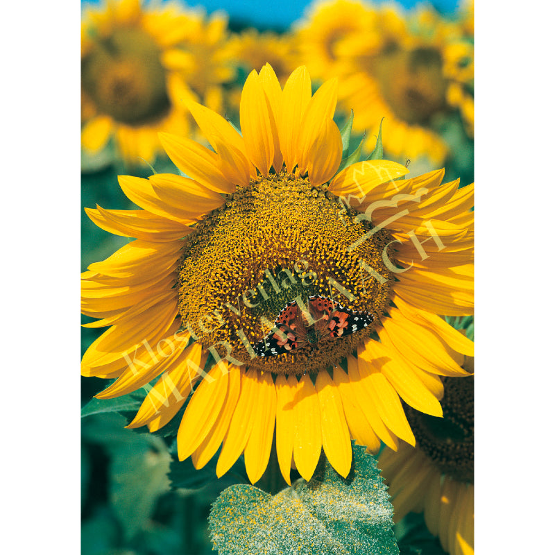 Doppelkarte zum Geburtstag 'Sonnenblume mit Schmetterling'
