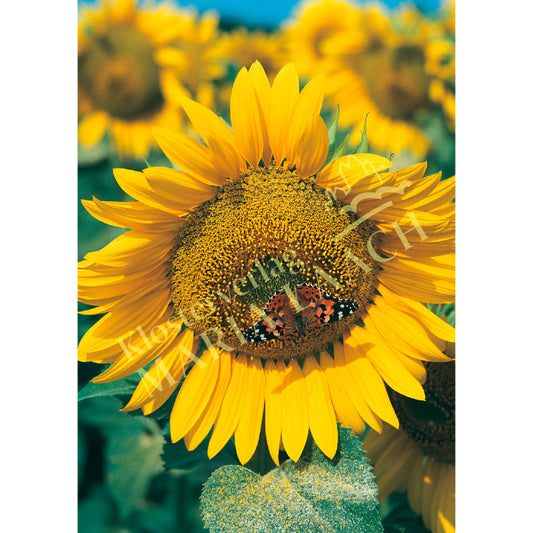 Doppelkarte zum Geburtstag 'Sonnenblume mit Schmetterling'
