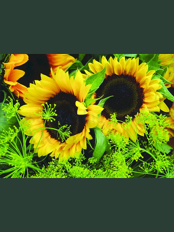 Foto: Sonnenblumen
