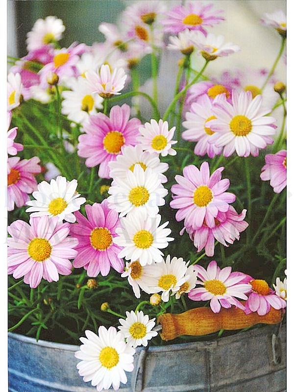 Foto: Margeriten