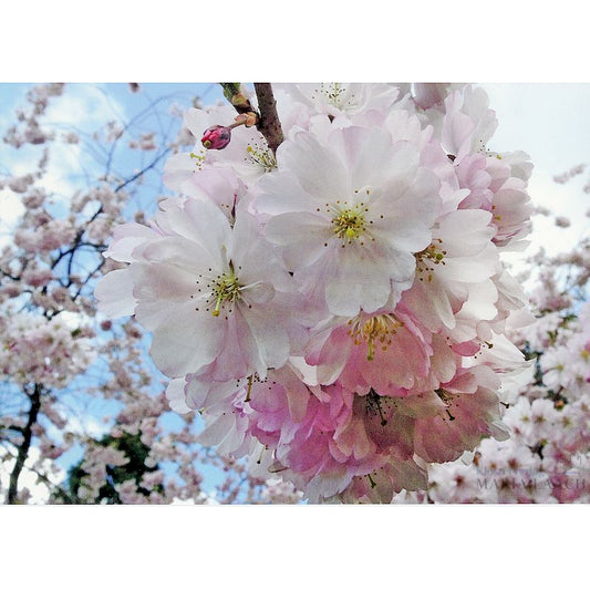 Grußkarte 'Kirschblüte'