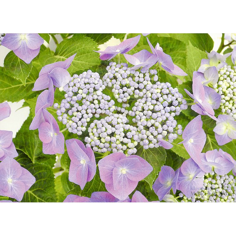 Grußkarte 'Hortensienblüte'
