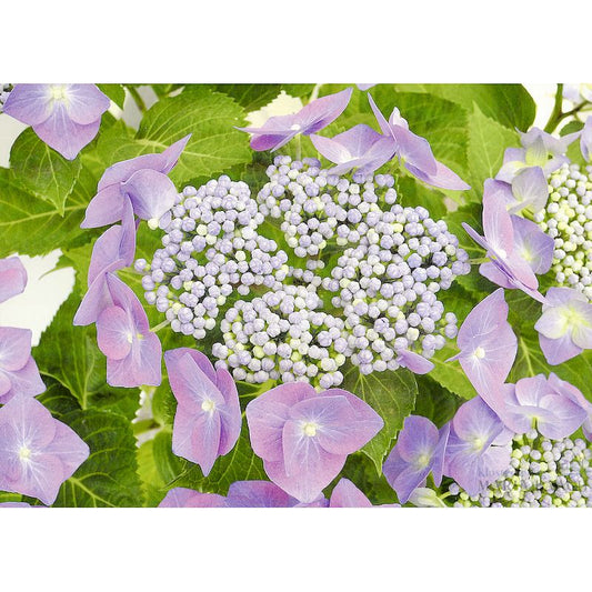 Grußkarte 'Hortensienblüte'