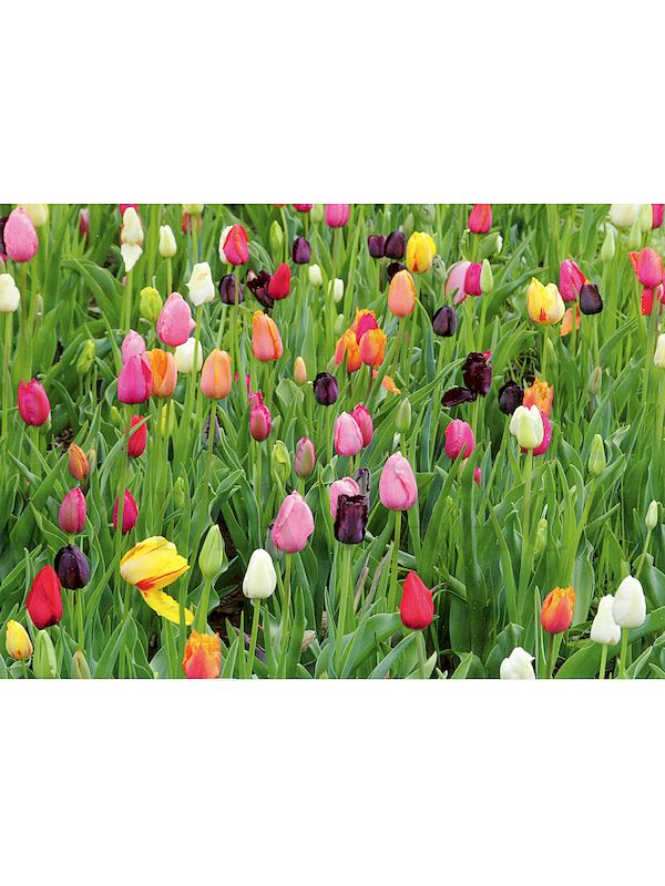 Foto: Tulpenwiese
