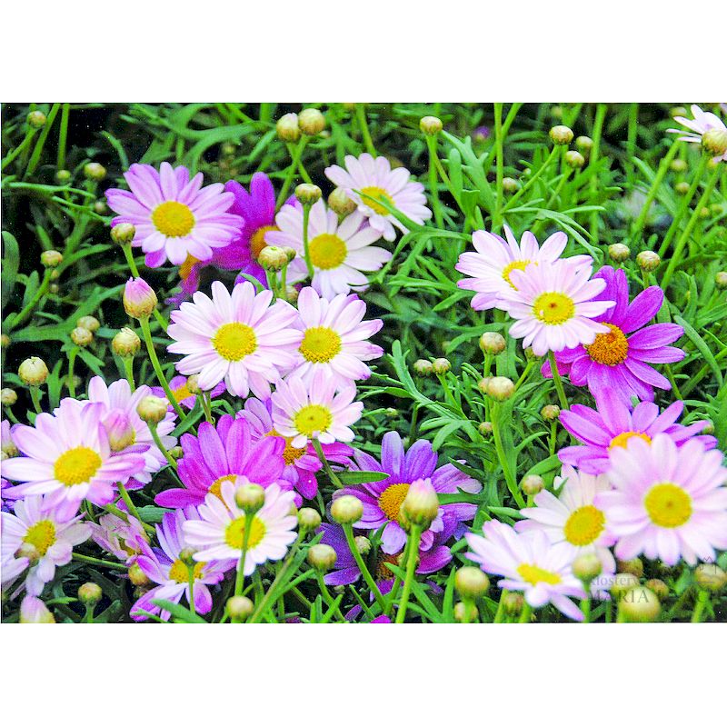 Grußkarte 'Margeriten rosa'