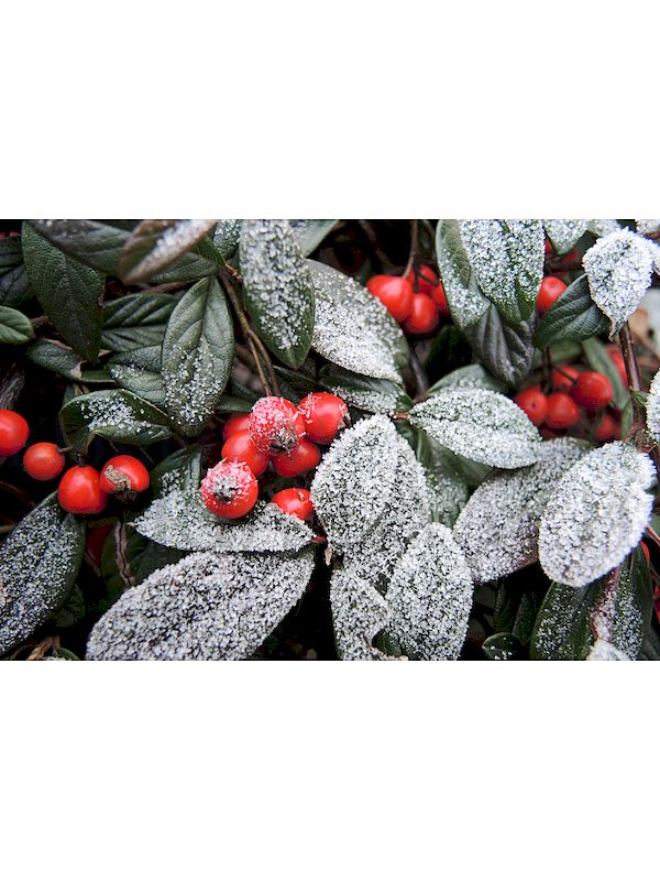 Foto: Vogelbeeren