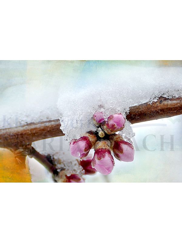 Foto: Knospe im Schnee