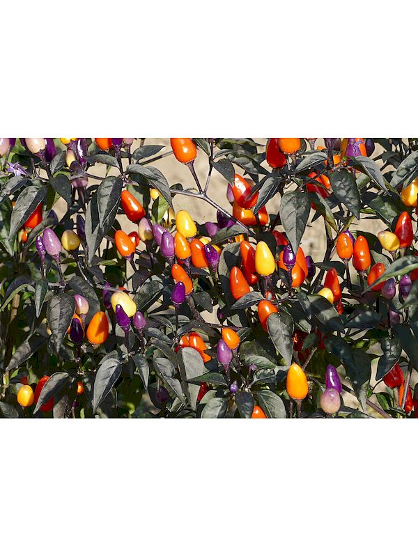 Foto: Spitzpaprika