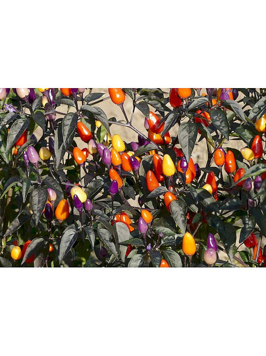 Foto: Spitzpaprika