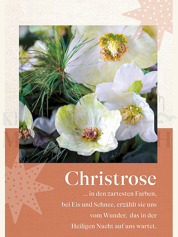 Foto: Christrose - in den zartesten Farben ...
