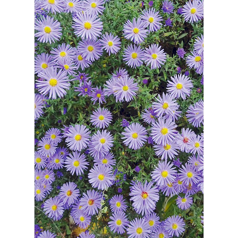 Grußkarte 'Herbstastern'