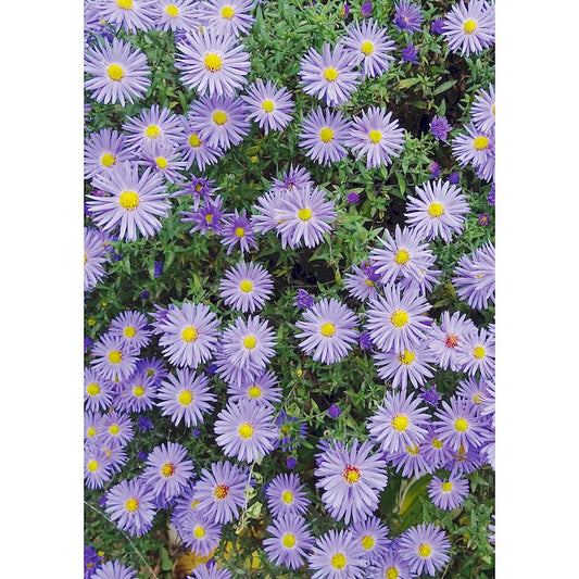 Grußkarte 'Herbstastern'