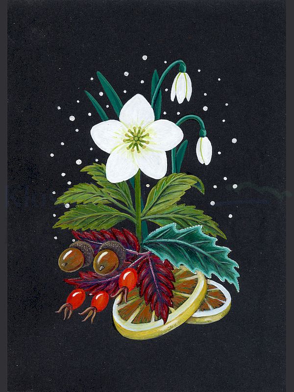 Foto: Christrose
