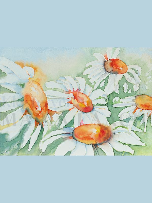 Foto: Margeriten - Aquarell