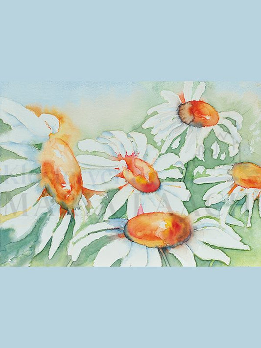 Foto: Margeriten - Aquarell