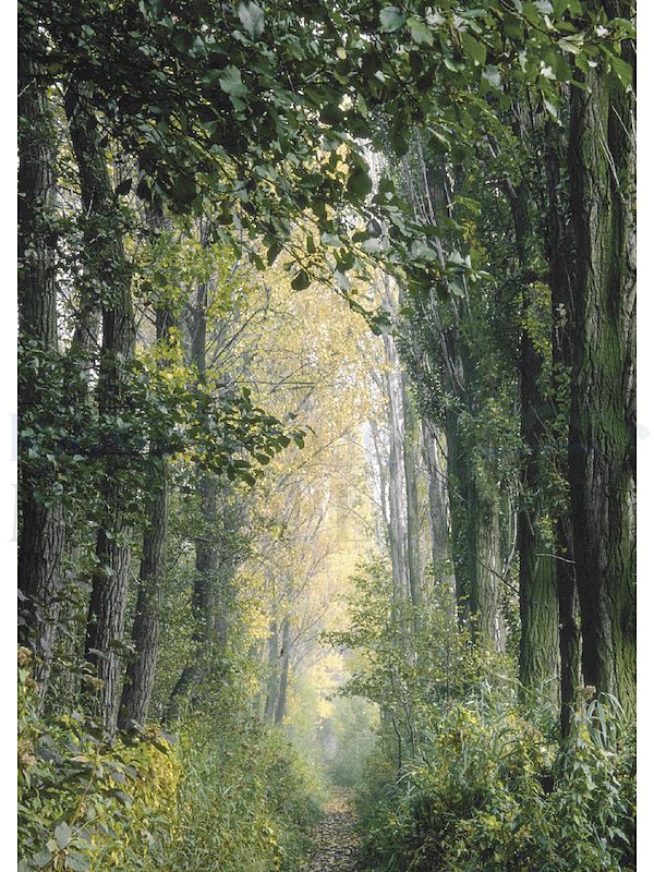 Foto: Auf dem Weg durch die Trauer