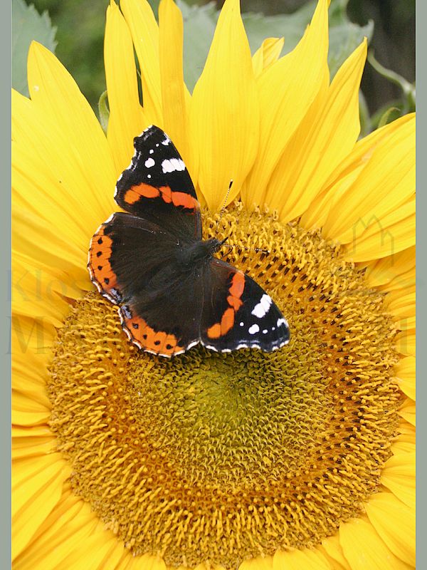 Foto: Sonnenblumen