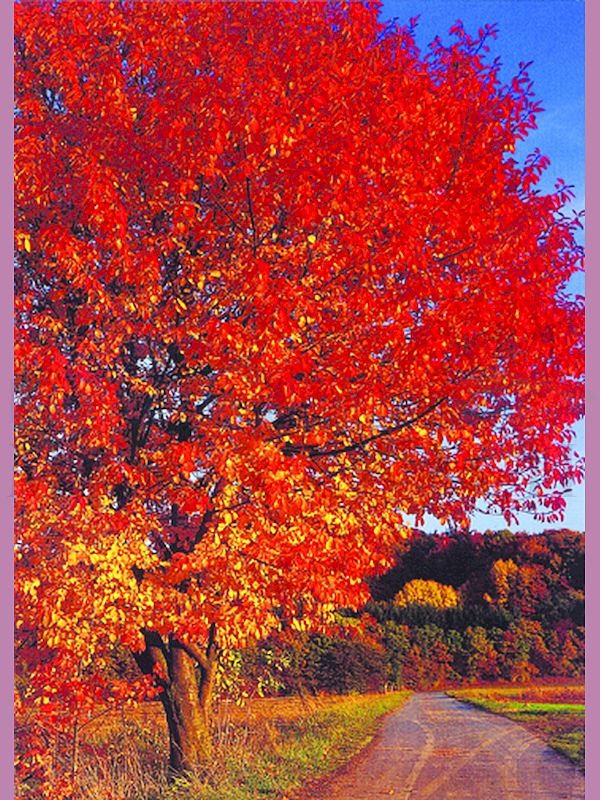 Foto: Herbstbaum