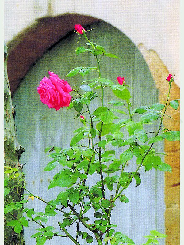 Foto: Rosen