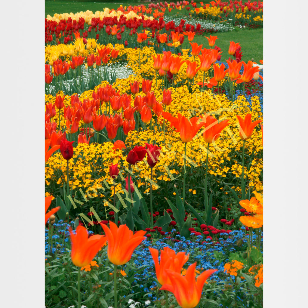Glückwunschkarte zum Geburtstag „Blumenwiese im Frühling"